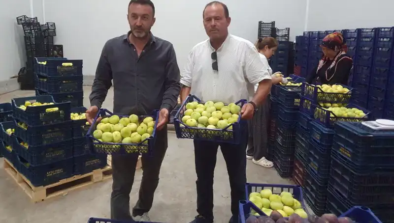 Mersinli Çiftçilerin Yüzü Güldü: İhracat Fırsatlarıyla Tanesi 20 TL