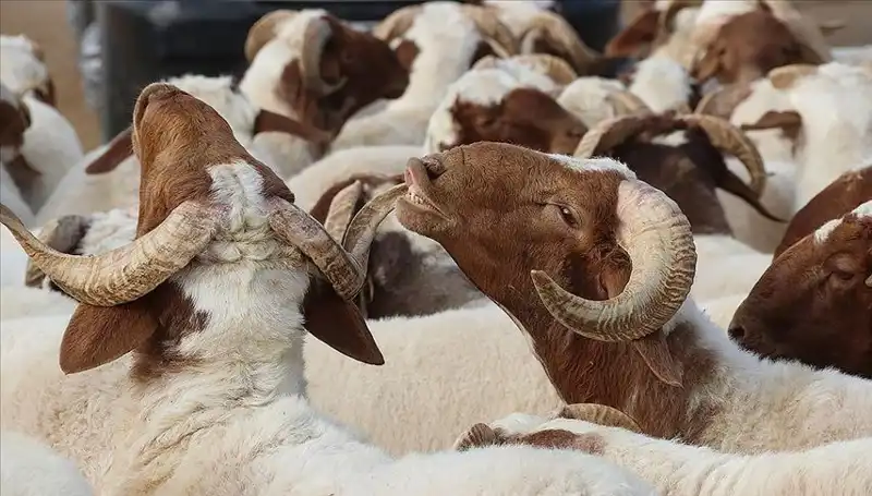 Akika Kurbanı Nedir? Yenir mi ve Hangi Şartlarda Kesilir?