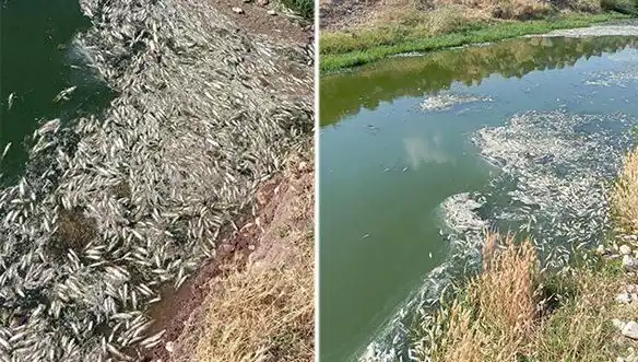 Karasu Çayı'nda Gizemli Balık Ölümleri: İncelemeler Başladı