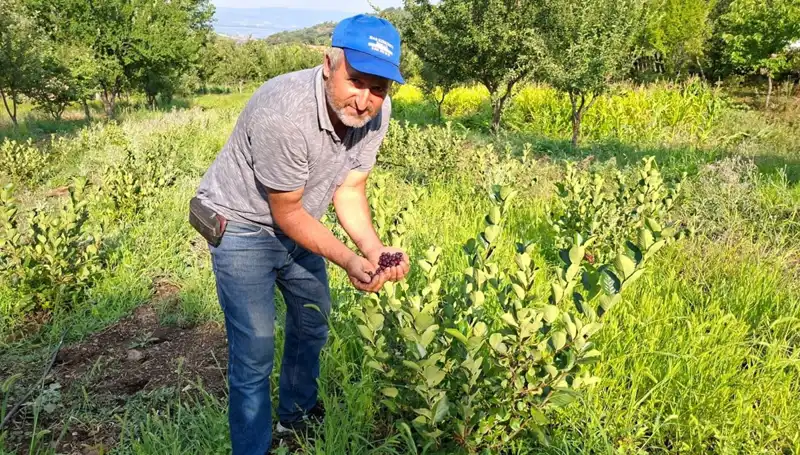 3 Yıl Önce Ektiği Fidanlar Bu Yıl Göz Kamaştırdı: Kilo Fiyatı 200 Lira!