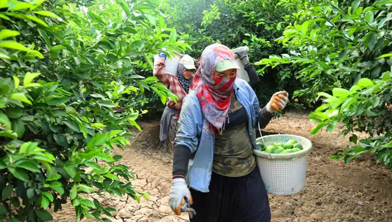 Marketlerdeki Et Fiyatları Yükselişe Geçti: Hasatla Birlikte Düşüş Mü Geliyor?