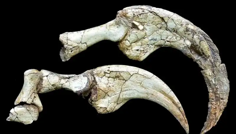 Gobi Çölü'nde Şaşırtan Dinozor Keşfi: İki Parmaklı Yeni Tür Ortaya Çıktı