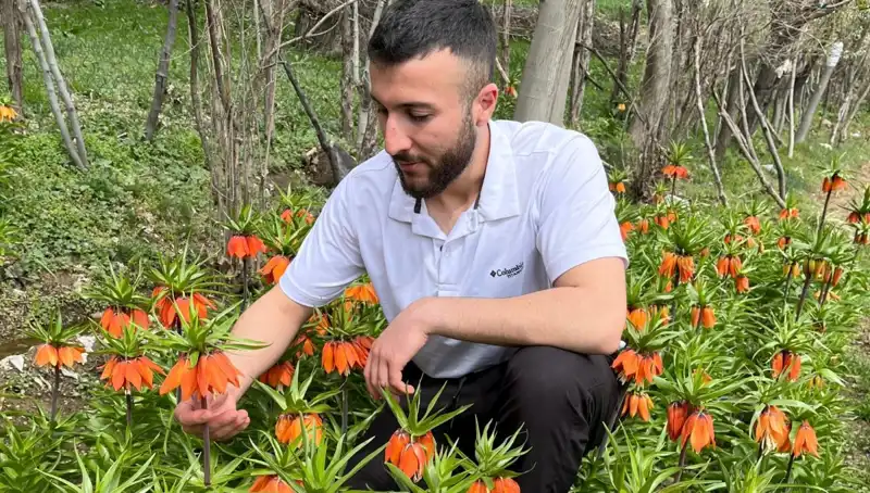 Ağlayan Gelin Çiçeği: 20 Günlük Ömrü Var, Koparanı Cezası 244 Bin Lira!