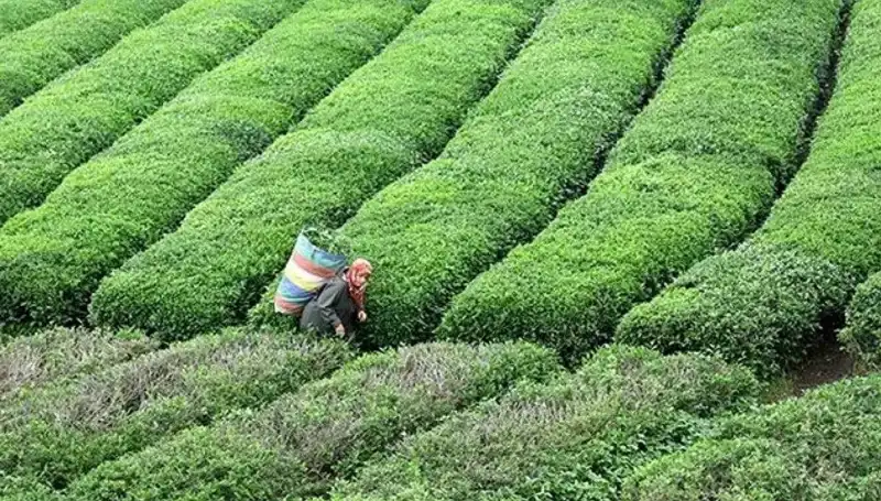 ÇAYKUR Bayramda Yaş Çay Alımında Sürdürülebilirlik Sağlıyor!