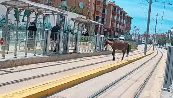 Eskişehir Tramvay Raylarında Baş başına Gezen At: Şaşkın Bakışlar!