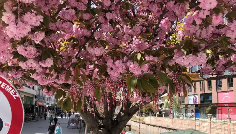 Süs Erik Ağacına Martenitsa Bağlandı: Geleneksel Bir Ritüel Yeniden Canlanıyor