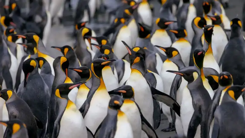 Gümrük Vergisi Krizi: Penguenler ve Issız Adalar Trump'ın Listesine Girdi!