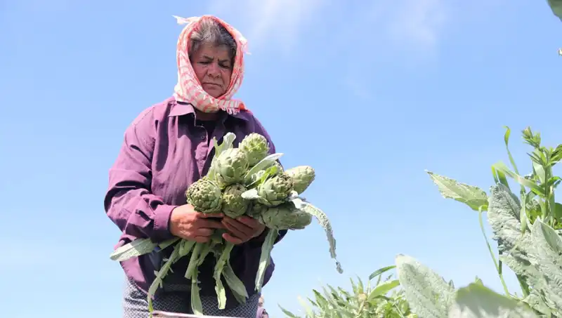 Tazeliği ile Göz Dolduran Ürün: Tarladan Sofralara Fiyatlar Şaşırtıyor!