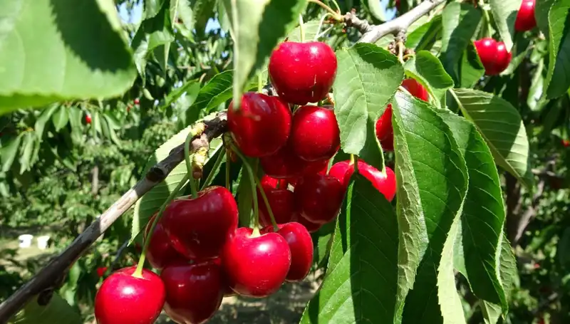 Çay Bardağına Sığmayan Bereket: Yeni Hasat Dönemi Başladı!
