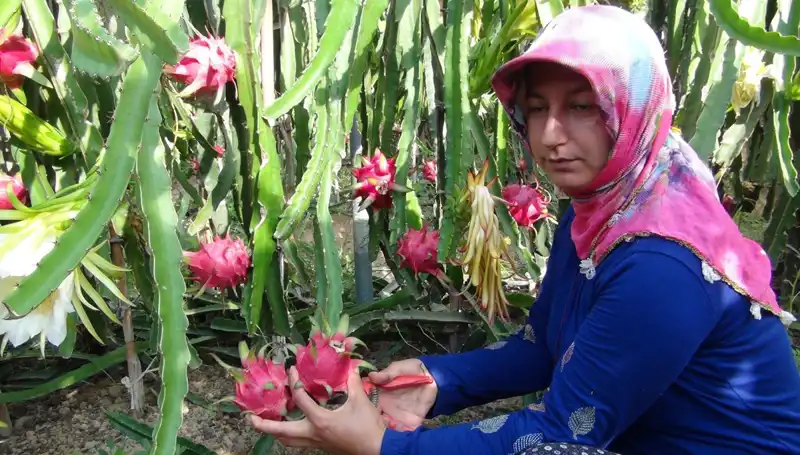 Kilosu 200 TL'den Satılıyor: Emeklilikte Pitaya Üretimi Başarı Hikayesi
