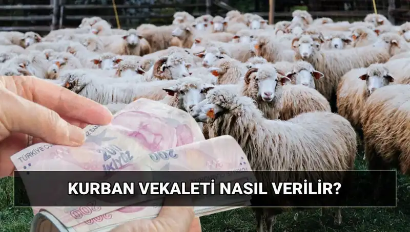 Vekaletle Kurban Kesiminde Bilinmesi Gereken Her Şey: 2025 Bedeli ve Süreç