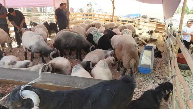 Kurban Bayramı'nın İlk Günü: Hayvan Pazarları Neden Bu Kadar Kalabalık?