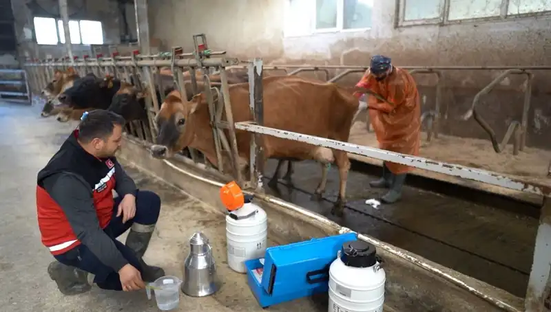Türkiye'de Tarımı Değiştirecek Düzenleme: Jersey Sperması ile Hayvancılıkta Yeni Dönem