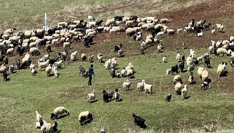 Çoban Krizi: 70 Bin Lira Maaş Yetmiyor, Çiftlikler Boş Kaldı!