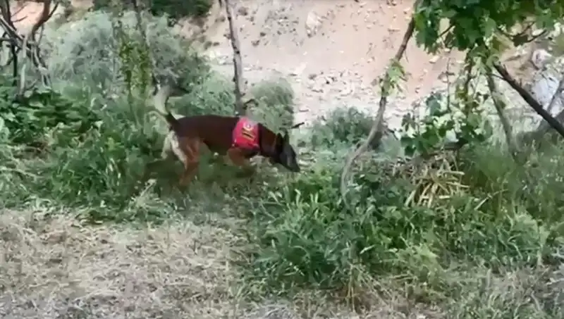 Dedektör Köpeği, Dere Kenarında Gizlenen Esrarı Ortaya Çıkardı!